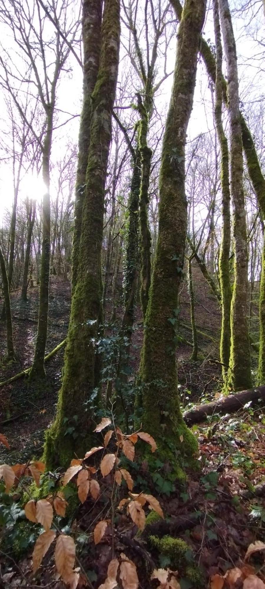 Gite L'Esprit Nature Naucelle 外观 照片